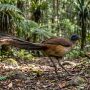 Albert's lyrebird