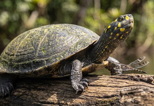 Arrau turtle