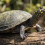 Arrau turtle