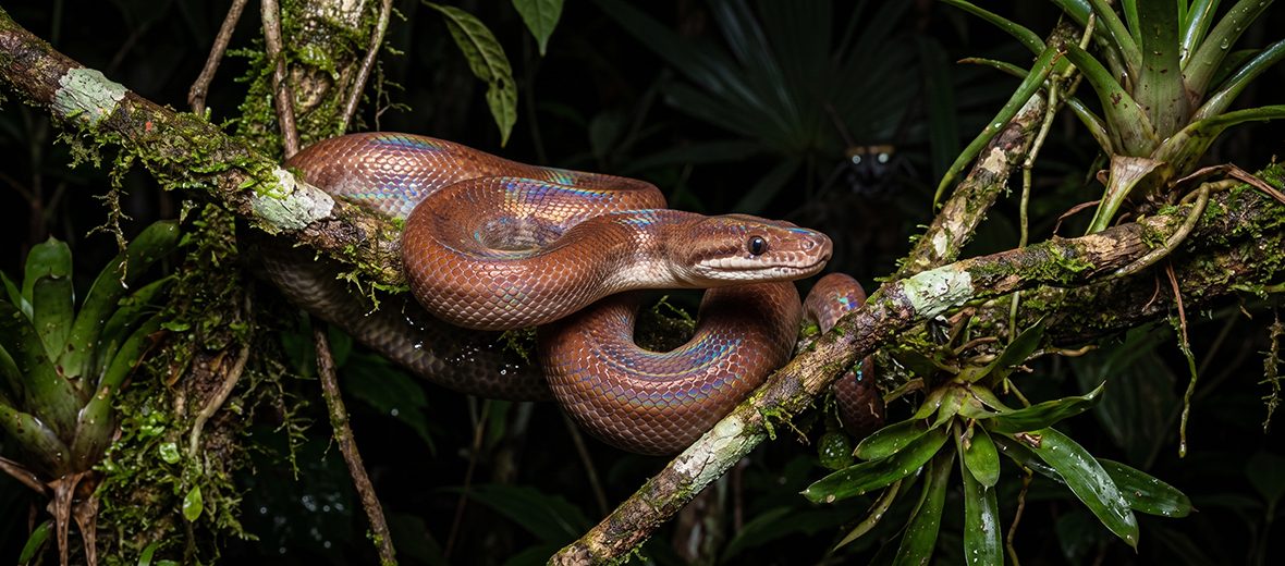 brown rainbow boa