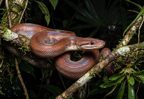brown rainbow boa