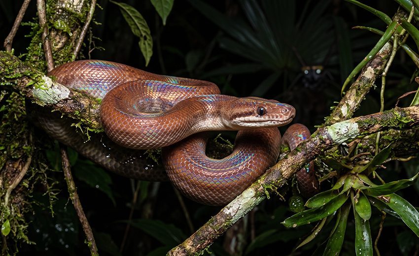 brown rainbow boa