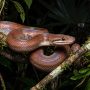 brown rainbow boa