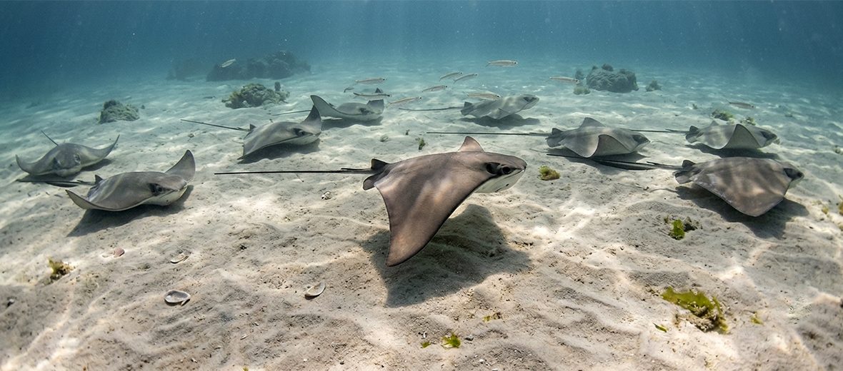 cownose ray