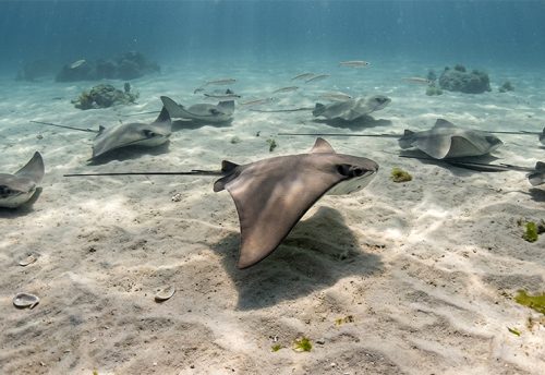 cownose ray