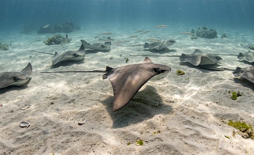 cownose ray
