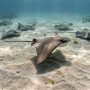 cownose ray