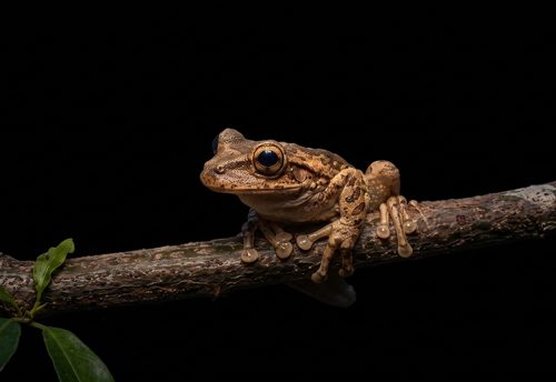 Cuban tree frog