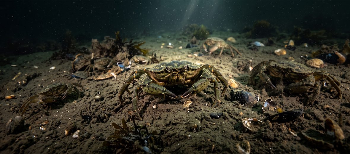 European green crab