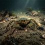 European green crab