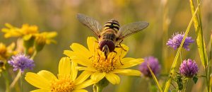 The European Hoverfly