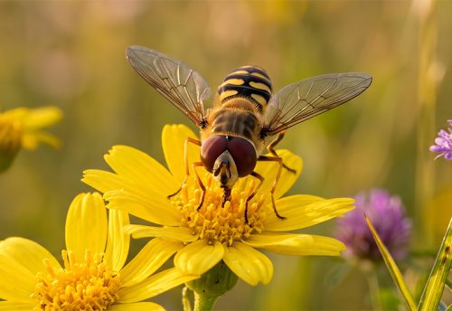 European hoverfly