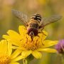 European hoverfly