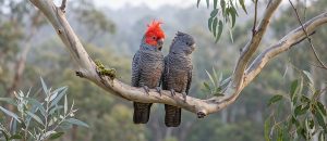 The Gang-Gang Cockatoo
