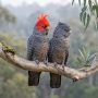 gang-gang cockatoo