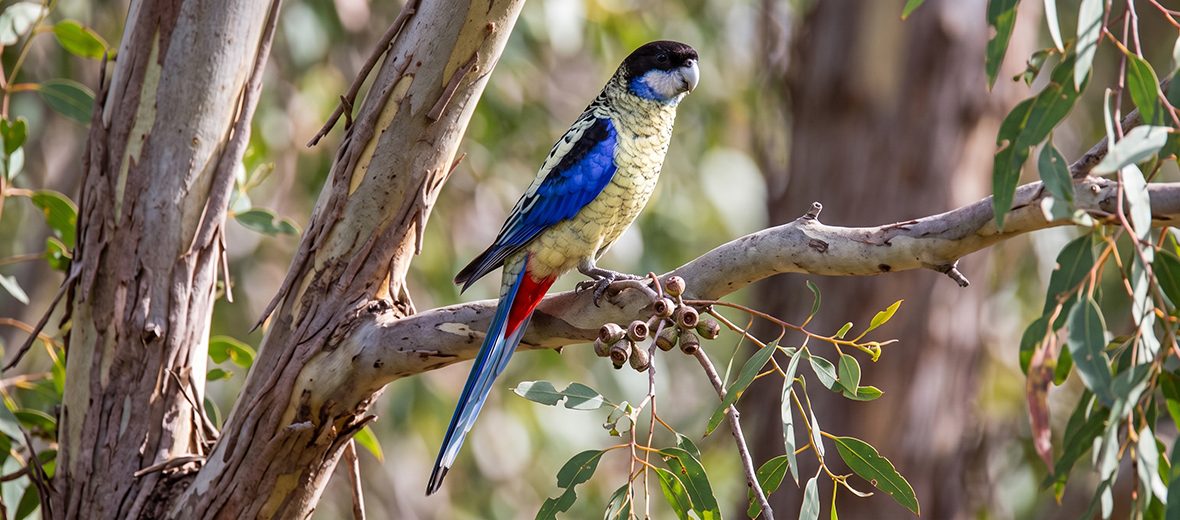 northern rosella