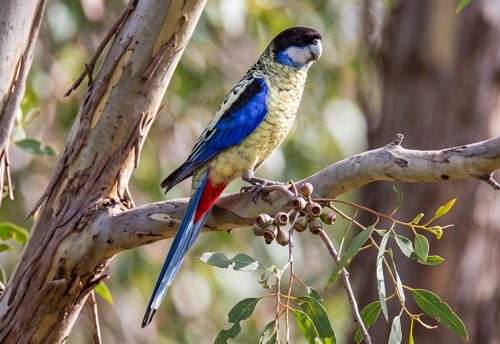northern rosella