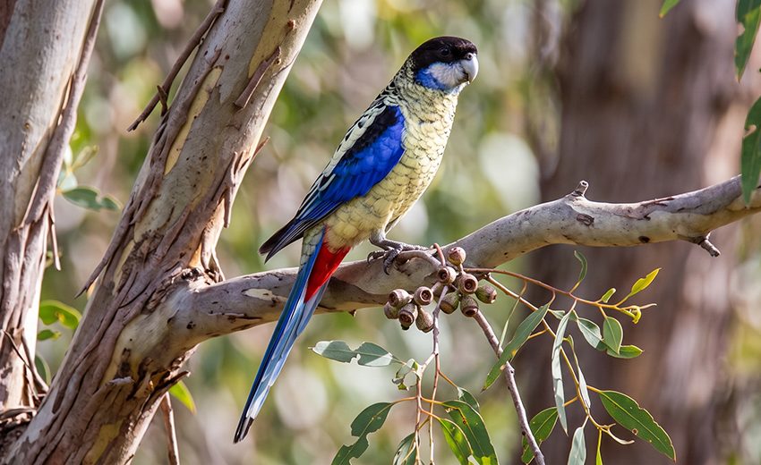 northern rosella
