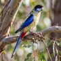northern rosella