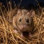 pale field rat