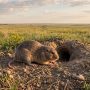 plains pocket gopher