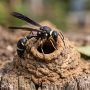 potter wasp