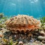 sea scallop