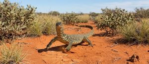The Sand Goanna