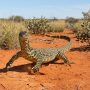 sand goanna