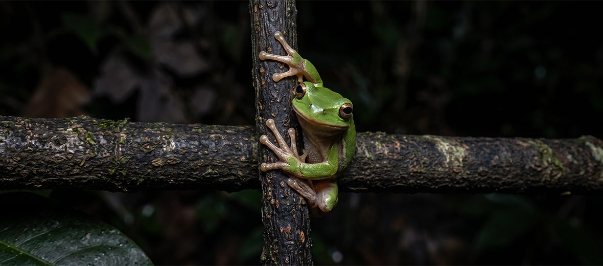 squirrel tree frog