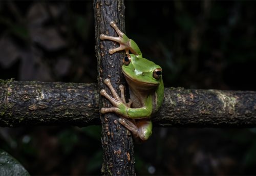 squirrel tree frog