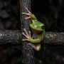 squirrel tree frog