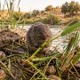 southwestern water vole