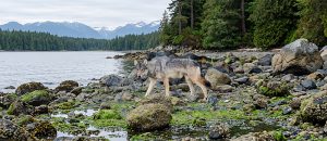 The Vancouver Coastal Sea Wolf