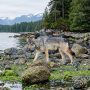 Vancouver Coastal Sea wolf