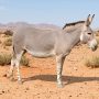 African wild ass