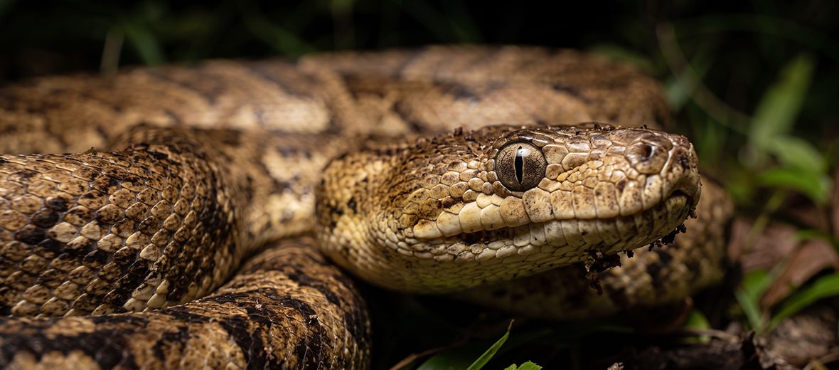 Cuban boa