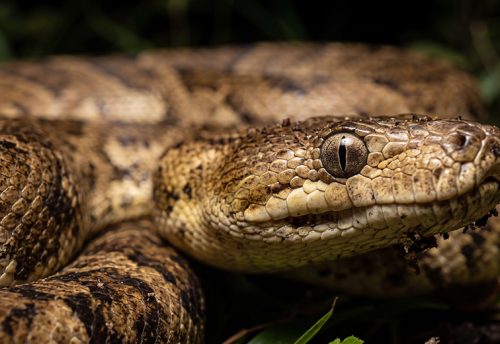 Cuban boa