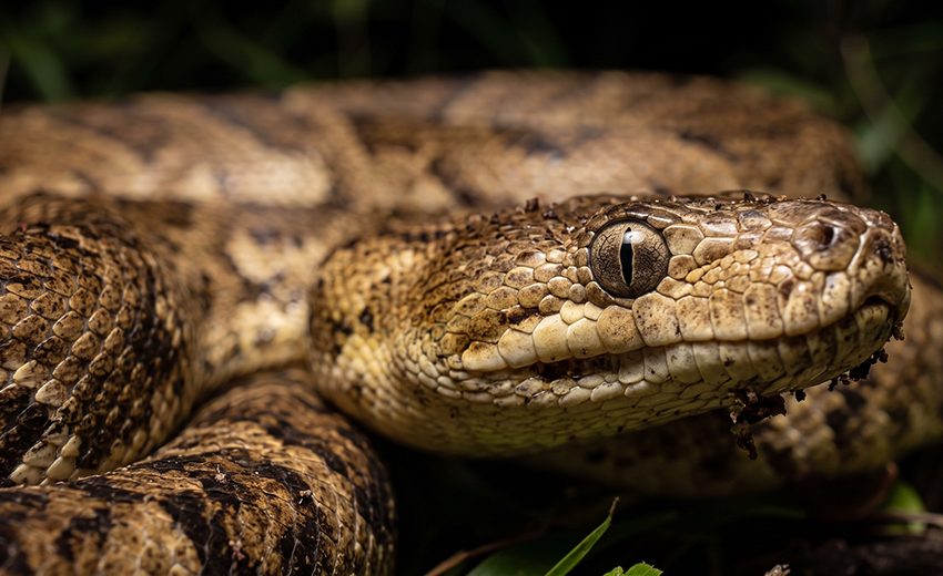 Cuban boa