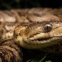 Cuban boa