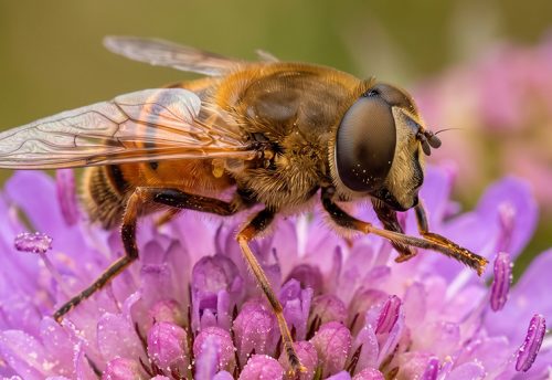 common drone fly