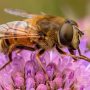 common drone fly
