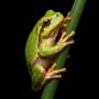 European tree frog