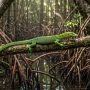 emerald tree monitor