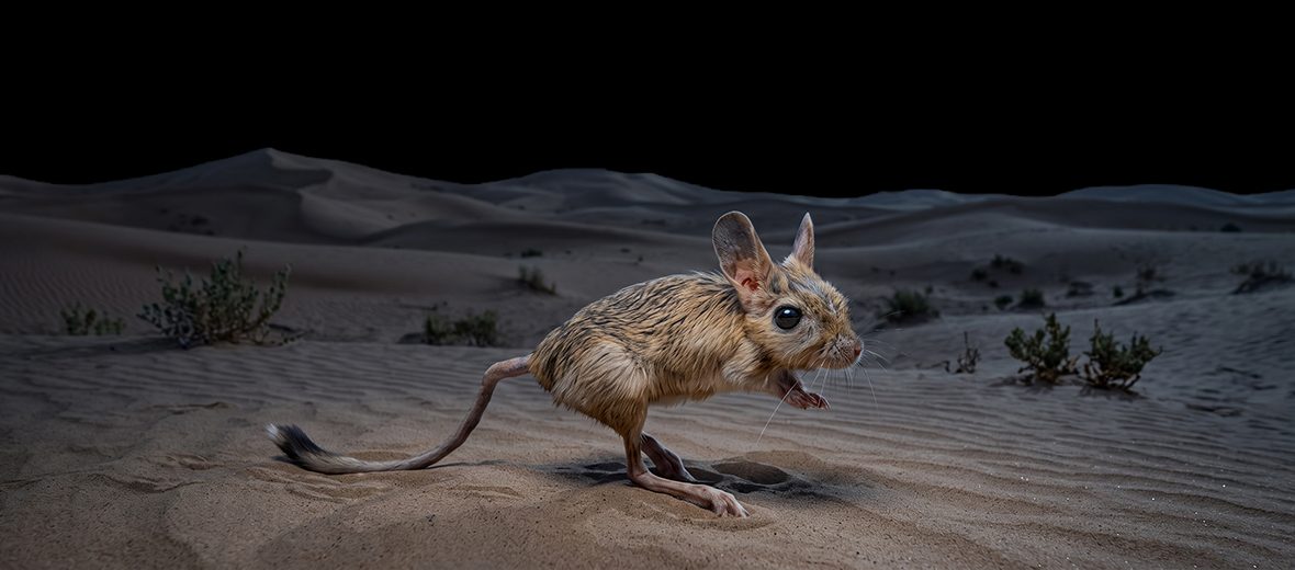 greater Egyptian jerboa