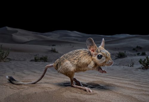 greater Egyptian jerboa