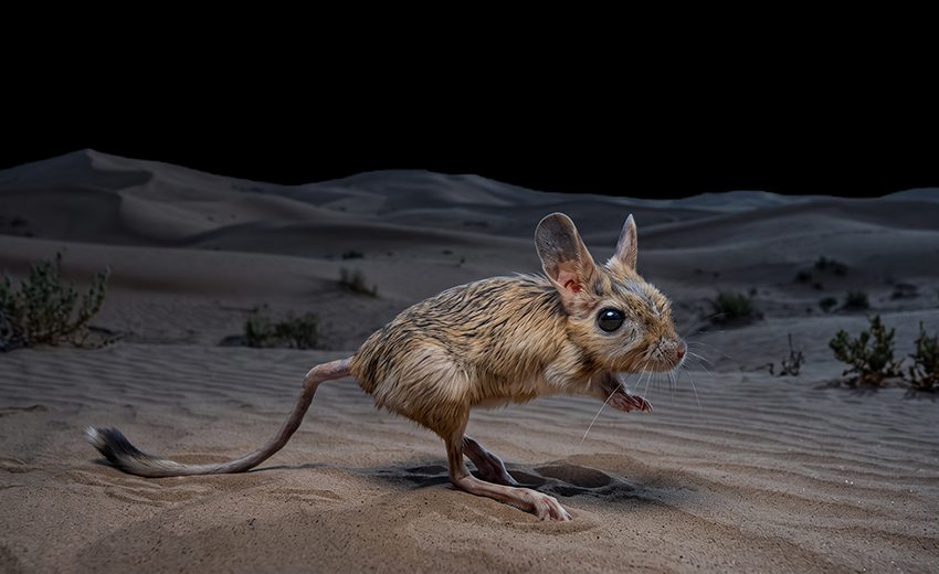 greater Egyptian jerboa