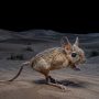 greater Egyptian jerboa