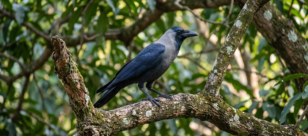 house crow