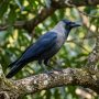house crow